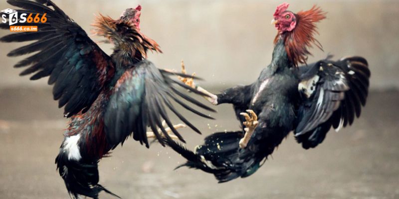 Các Loại Gà Chiến - Bí Quyết Lựa Chọn Chiến Kê Vô Địch 4 Chiến kê màu ô đen với khả năng tấn công mạnh mẽ