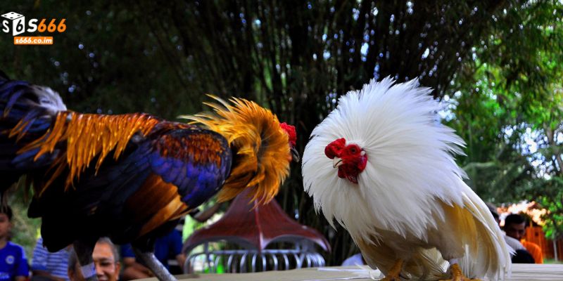 Cách Nhận Biết Gà Chọi Dễ Nhất Cho Người Mới Tham Gia 3 Một vài đặc điểm để nhận dạng gà chọi