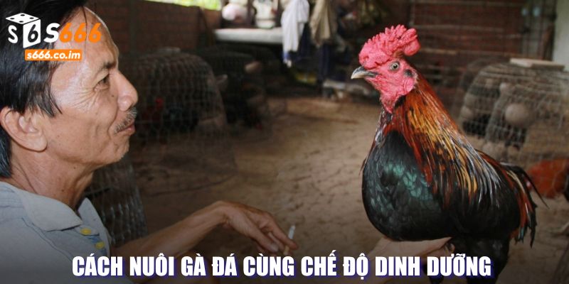 Cách Nuôi Gà Đá - Bí Quyết Đạt Hiệu Quả Trong Quá Trình 3 Chế độ ăn cân bằng trong cách nuôi gà đá