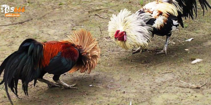 Đá Gà Đổi Tiền Thật - Chơi Hay, Cược Thật, Tiền Về Liền Tay 3 Những trận chọi gà đến từ khắp các sới gà nổi tiếng
