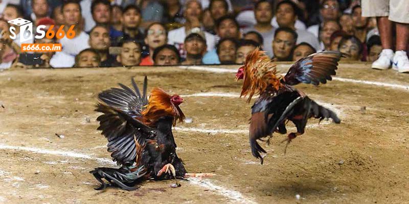 Đá Gà Trực Tiếp - Tham Gia Cá Cược Nhận Thưởng Từ S666 2 Giới thiệu đá gà trực tiếp tại S666